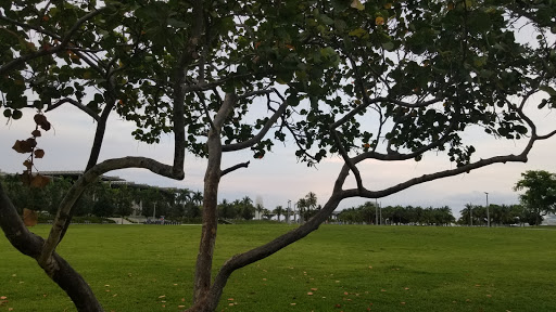 Park «Museum Park», reviews and photos, 1075 Biscayne Blvd, Miami, FL 33132, USA
