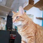 Photo n°11 de l'avis de Giovan.a fait le 27/05/2022 à 18:16 sur le  Nero Miciok à Palermo