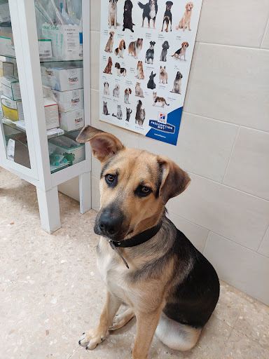 Centro Veterinario Sanpedro en Valencia
