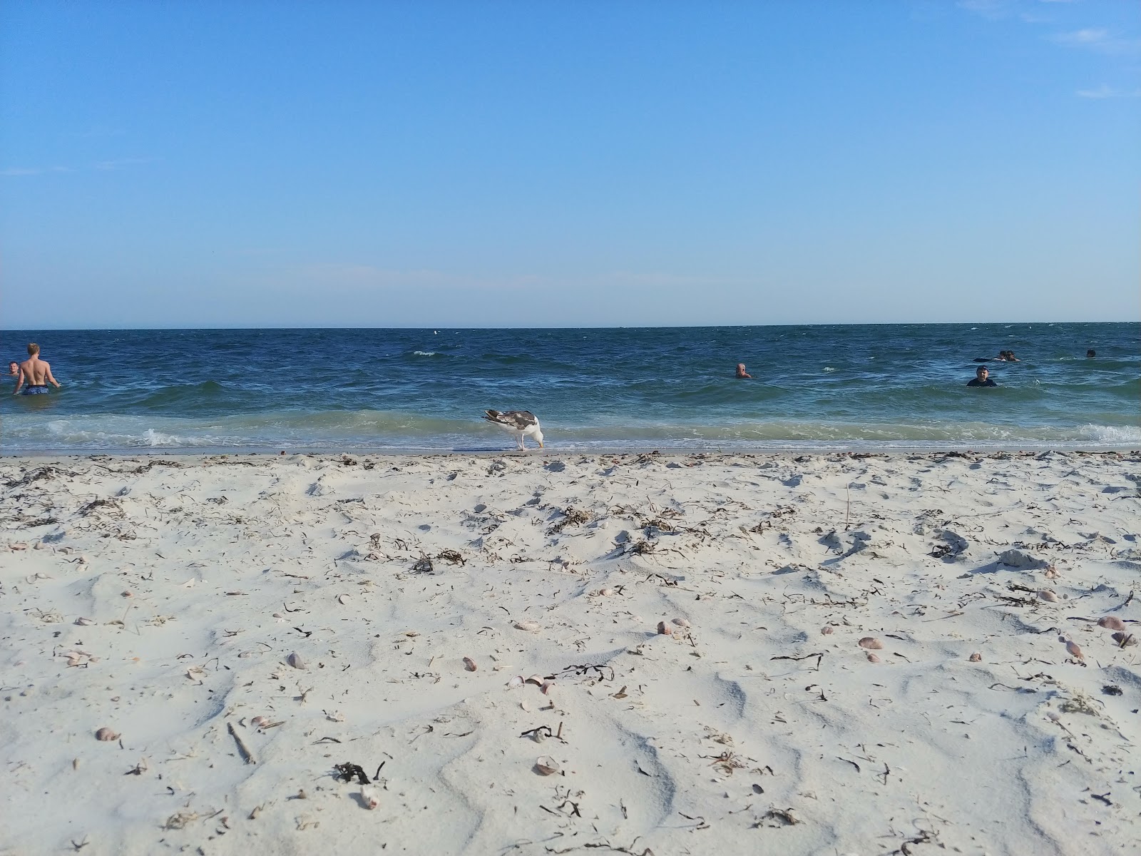 Seagull Beach的照片 带有长直海岸
