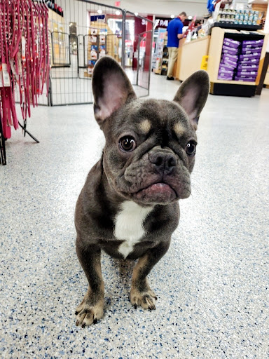 Pet Store «Animal Kingdom», reviews and photos, 5000 S Arizona Mills Cir, Tempe, AZ 85282, USA