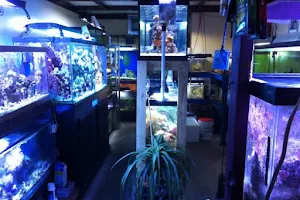 TnT Saltwater Aquariums image