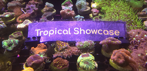 Tropical Showcase image 7