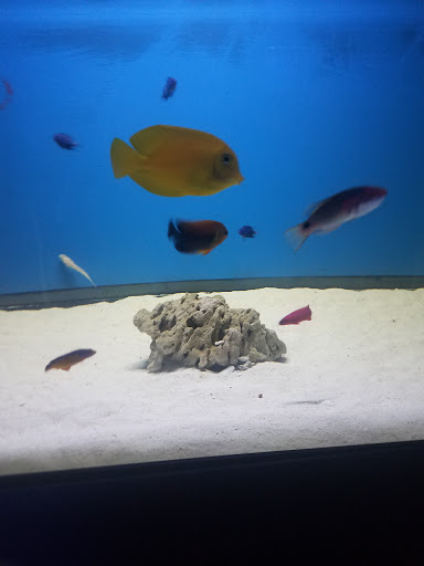 Tropical Fish Store «Hydra Aquatics International, Inc.», reviews and photos, 1300 Stirling Rd #7a, Dania Beach, FL 33004, USA