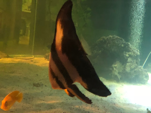 Aquarium «Team ECCO Ocean Center & Aquarium», reviews and photos, 511 N Main St, Hendersonville, NC 28792, USA