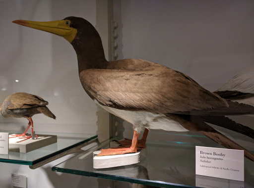 Natural History Museum «Harvard Museum of Natural History», reviews and photos, 26 Oxford St, Cambridge, MA 02138, USA