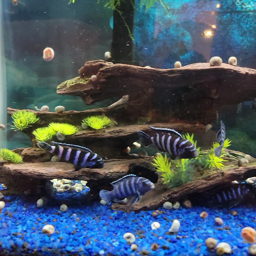 Tropical Fish Store «C K Fish World», reviews and photos, 410 N Azusa Ave, West Covina, CA 91791, USA