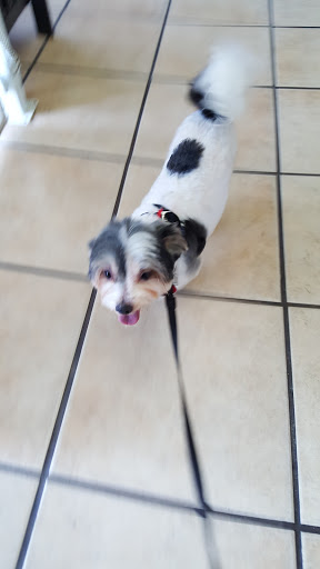 Pet Store «Peek-A-Dog Pet Grooming Adoptions», reviews and photos, 8452 State St, Lynwood, CA 90262, USA