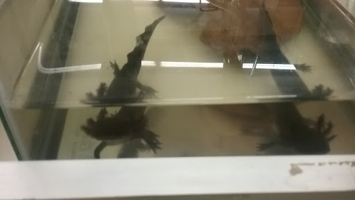 Pet Supply Store «Pet Supplies Plus», reviews and photos, 4824 Broadway St, Quincy, IL 62305, USA