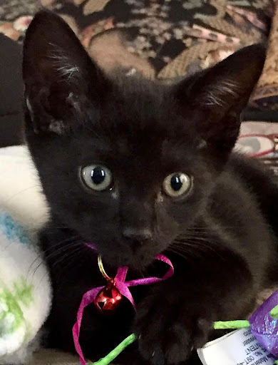 Pet Supply Store «Dog Lovers of Tarpon», reviews and photos, 39934 US Hwy 19 N, Tarpon Springs, FL 34689, USA