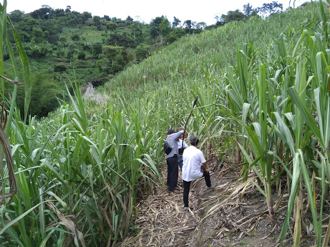 Opiniones de CESA central ecuatoriana de servicios agrícolas en Saquisili - Empresa de fumigación y control de plagas