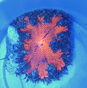 Tropical Fish Store «Fish Finatics», reviews and photos, 7037 Manlius Center Rd, East Syracuse, NY 13057, USA