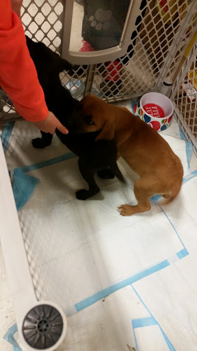 Pet Supply Store «PetSmart», reviews and photos, 62 Centerton Rd, Mt Laurel, NJ 08054, USA