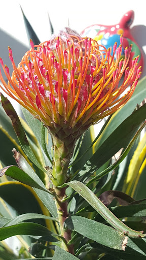 Hardware Store «Santa Barbara Home Improvement Center», reviews and photos, 415 E Gutierrez St, Santa Barbara, CA 93101, USA