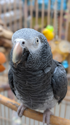 Tropical Fish Store «Midway Tropical Fish & Pets», reviews and photos, 24101 Pacific Hwy S, Kent, WA 98032, USA