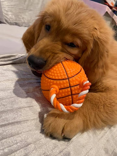 Dog Breeder «Playful Pets», reviews and photos, 115 Ridge Pike, Conshohocken, PA 19428, USA