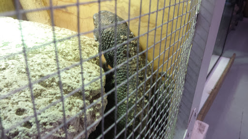 Pet Store «CUSTOM CREATURES PET SHOP», reviews and photos, 10727 N 19th Ave, Phoenix, AZ 85029, USA