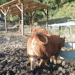 Photo n°8 de l'avis de mauro. fait le 01/11/2022 à 17:28 sur le  Agriturismo Montagna Verde à Aulla