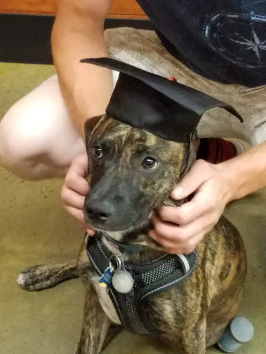 Pet Supply Store «PetSmart», reviews and photos, 132 NJ-31, Flemington, NJ 08822, USA