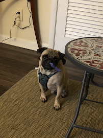 Walking Miss Daisy - ATL - Photo 6 - Car repair in , Atlanta