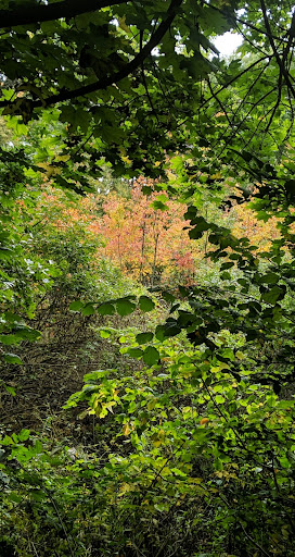 Nature Preserve «Steer Swamp Conservation Area», reviews and photos, 188 Washington St, Marblehead, MA 01945, USA