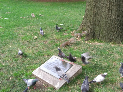 Park «Madison Square Park», reviews and photos, 11 Madison Ave, New York, NY 10010, USA