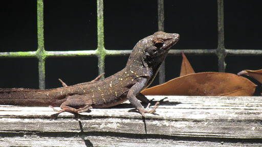 Zoo «Audubon Center for Birds of Prey», reviews and photos, 1101 Audubon Way, Maitland, FL 32751, USA