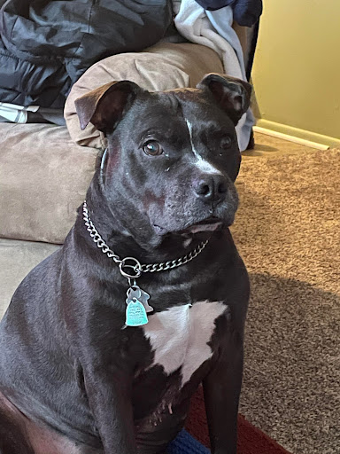 Pet Supply Store «PetSmart», reviews and photos, 1232 Hooper Ave, Toms River, NJ 08753, USA