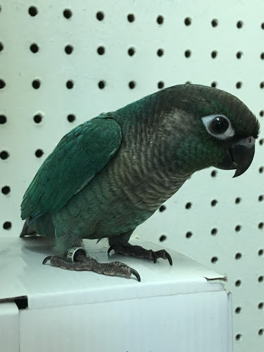 Bird Shop «Paterson Bird Store», reviews and photos, 13 Furler St # 1, Totowa, NJ 07512, USA