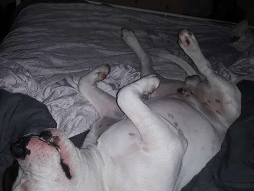 Pet Supply Store «PetSmart», reviews and photos, 10600 Melody Dr, Northglenn, CO 80234, USA