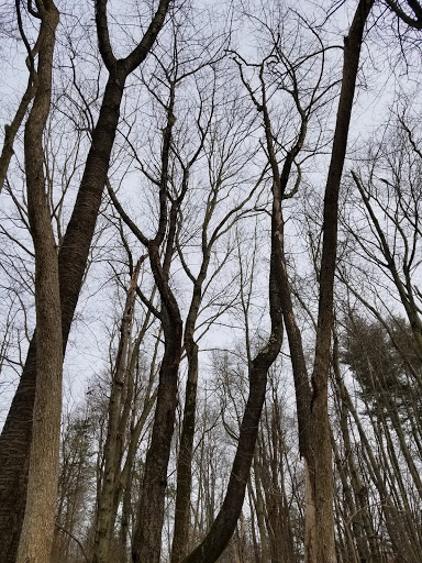 Nature Preserve «Lorrimer Sanctuary», reviews and photos, 790 Ewing Ave, Franklin Lakes, NJ 07417, USA