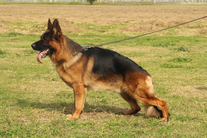 八幡警察犬訓練所