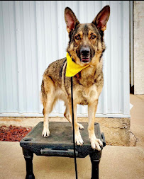 Tip Top K9 Southern Nashville Dog Training - Photo 2 - Car repair in Nashville, TN, Nashville