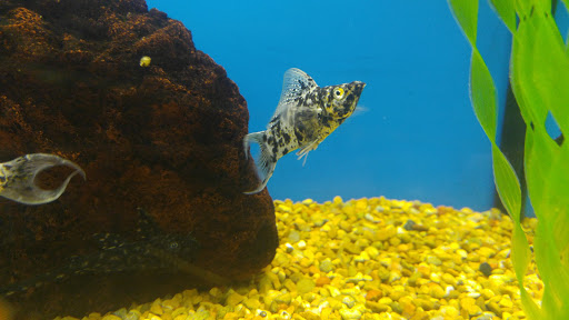 Pet Supply Store «Petco Animal Supplies», reviews and photos, 1210 Providence Hwy, Norwood, MA 02062, USA