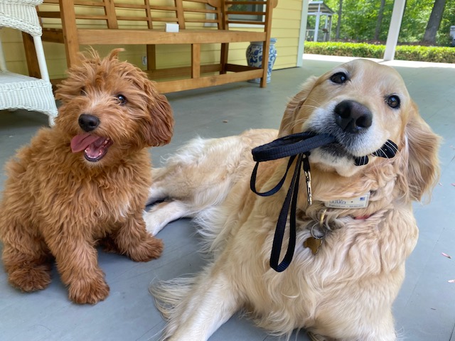 Dog Guard of Eastern CT/RI - Out of Sight Electronic Fence