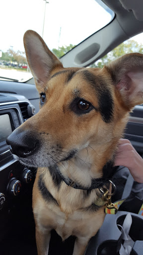 Pet Supply Store «Pet Supplies Plus», reviews and photos, 9143 Little Rd, New Port Richey, FL 34654, USA