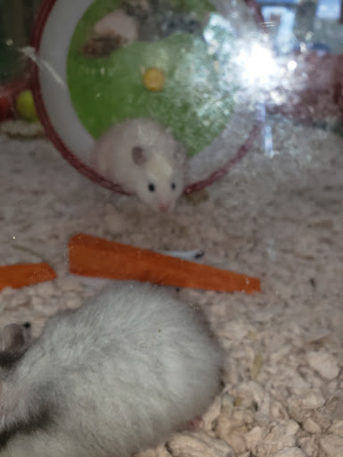 Pet Supply Store «Pet Supermarket», reviews and photos, 4316 Commercial Way, Spring Hill, FL 34606, USA