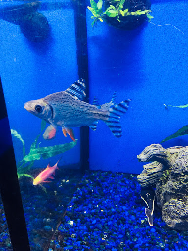 Pet Store «Pet Junction», reviews and photos, 146 NH-108, Dover, NH 03820, USA