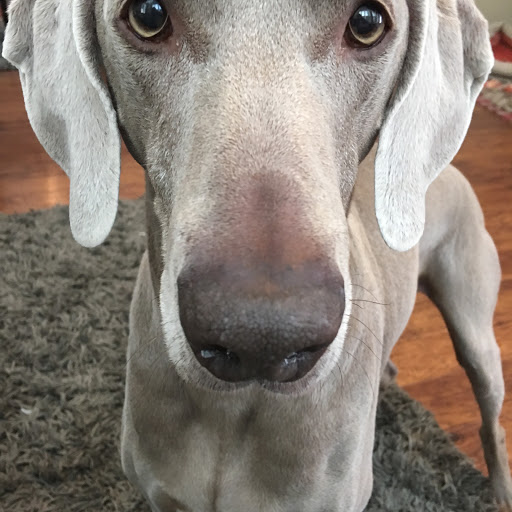 Pet Groomer «Spoiled Petz Pet Store and Grooming», reviews and photos, 12030 Donner Pass Rd #1, Truckee, CA 96161, USA