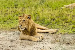 Aamam Safaris image