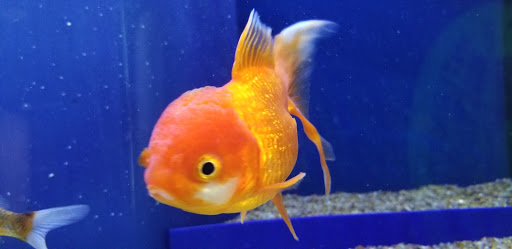 Tropical Fish Store «Glass Aquatics», reviews and photos, 542 W Harwood Rd, Hurst, TX 76054, USA