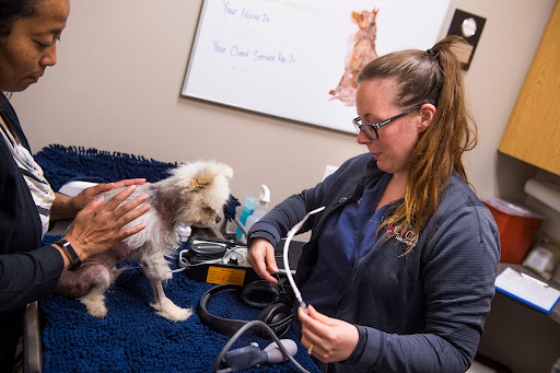 CVCA Cardiac Care For Pets image