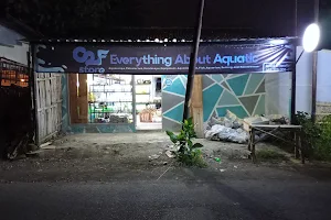 O2F STORE ~ everything about aquatic and aquascape image