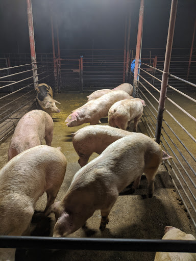 Meat Wholesaler «Lizze Custom Processing», reviews and photos, 7310 Pine Ave, Chino, CA 91708, USA