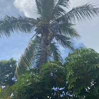 DC Landscaping - Photo 2 - Car repair in , Honolulu