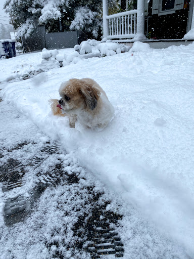 Pet Groomer «Weymouth Dog Shop», reviews and photos, 1192 Washington St, East Weymouth, MA 02189, USA