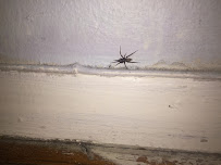 Preferred Pest Solutions, inc - Photo 7 - Car repair in , Bronx