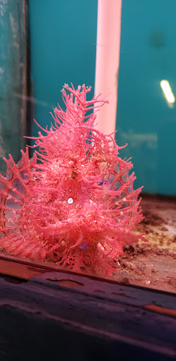 Pet Supply Store «Monrovia Tropical Fish», reviews and photos, 603 W Huntington Dr, Monrovia, CA 91016, USA