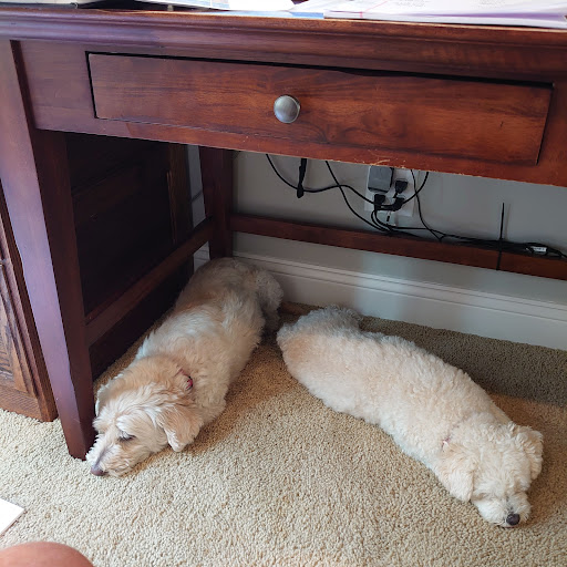 Pet Supply Store «PetSmart», reviews and photos, 30515 Av. de Las Flores, Rancho Santa Margarita, CA 92688, USA