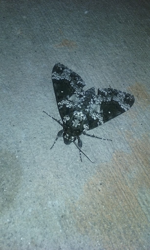 Discount Store «Dollar General», reviews and photos, 1225 May River Rd, Bluffton, SC 29910, USA